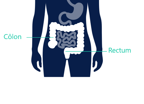 Schéma du côlon et du rectum