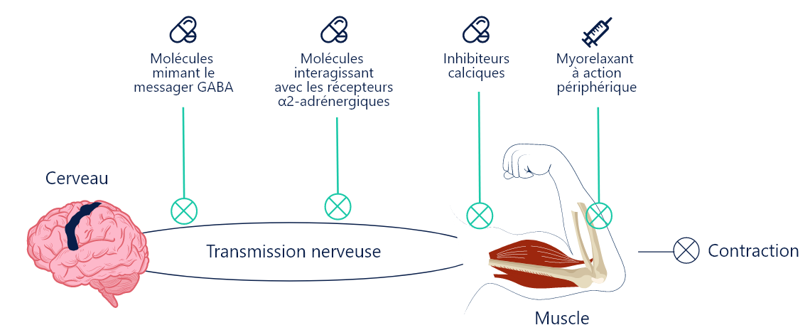 Image d’un schéma illustrant le mode d’action des thérapies médicamenteuses