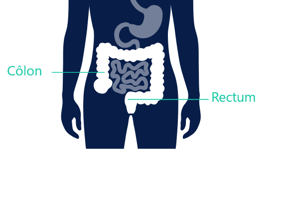 Schéma du côlon et du rectum