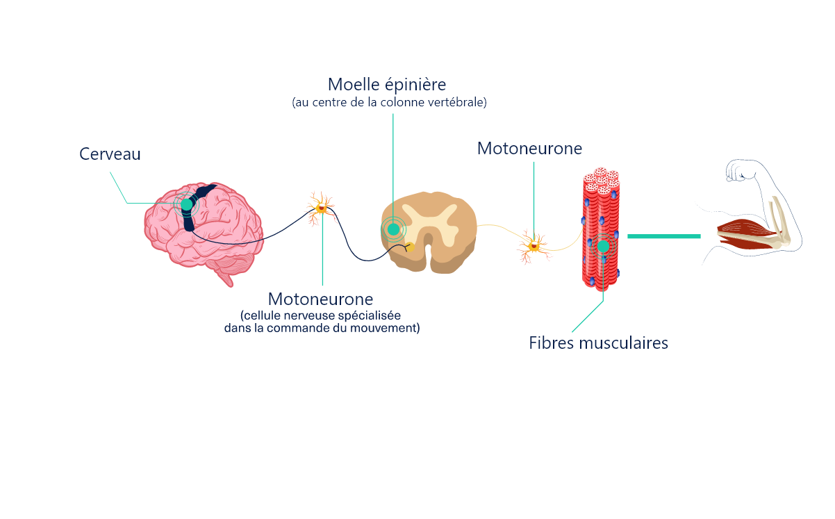 Image d’un schéma illustrant le contrôle de l’activité musculaire